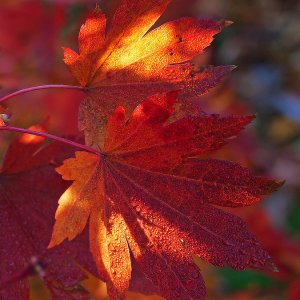 Herbstliches Leuchten...... Ursula Kuklinski